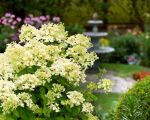 Obraz Hydrangea